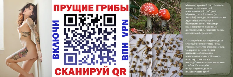 купить наркотик  Удачный  Псилоцибиновые грибы прущие грибы 
